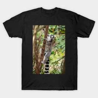 Ring Tailed Lemur T-Shirt